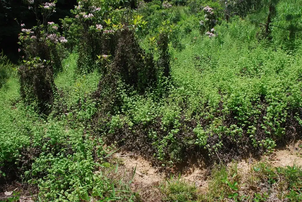 Photo of Lygodium palmatum (Lygodium palmatums)