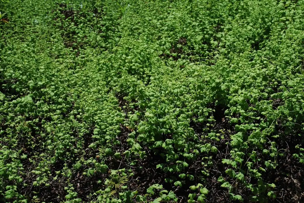 Photo of Lygodium palmatum - (Alleghany County, NC)-Mid Spring:Douglas Goldman, USDA