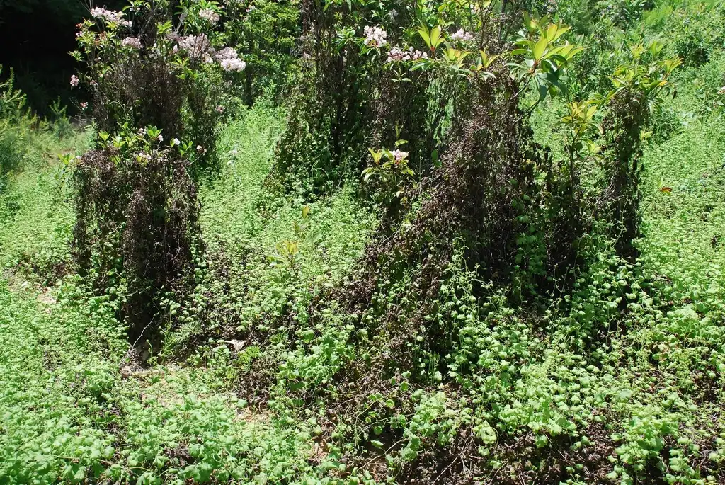 Photo of Lygodium palmatum - (Alleghany County, NC)-Mid Spring:Douglas Goldman, USDA