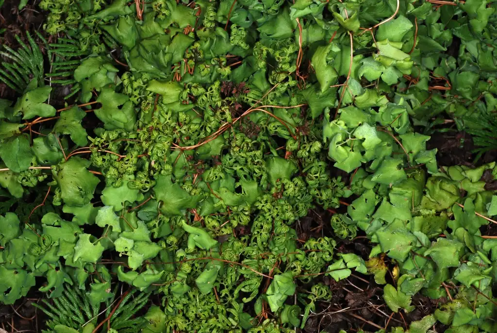 Photo of Lygodium palmatum - (Alleghany County, NC)-Mid Spring:Douglas Goldman, USDA