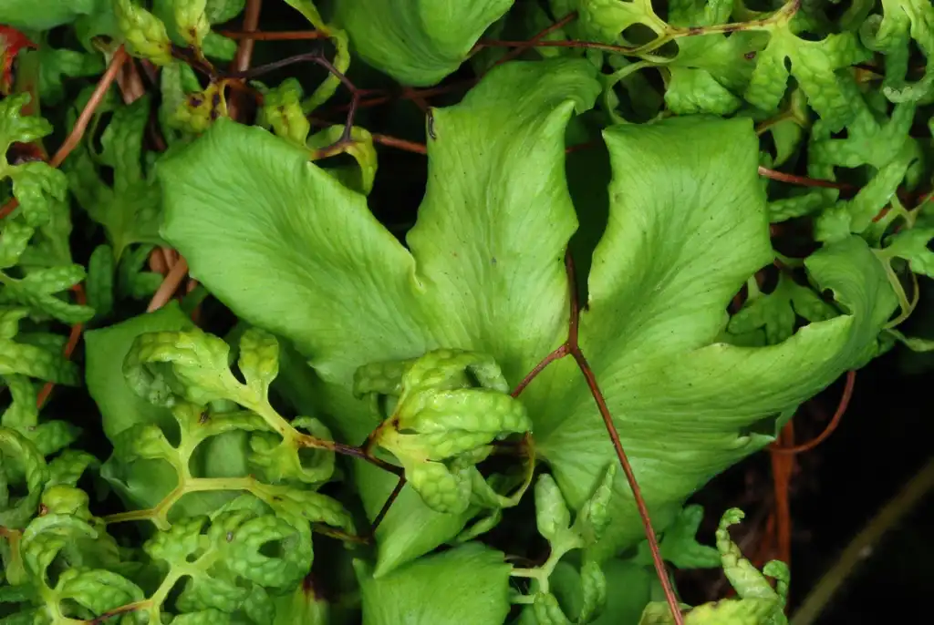Photo of Lygodium palmatum - (Alleghany County, NC)-Mid Spring:Douglas Goldman, USDA