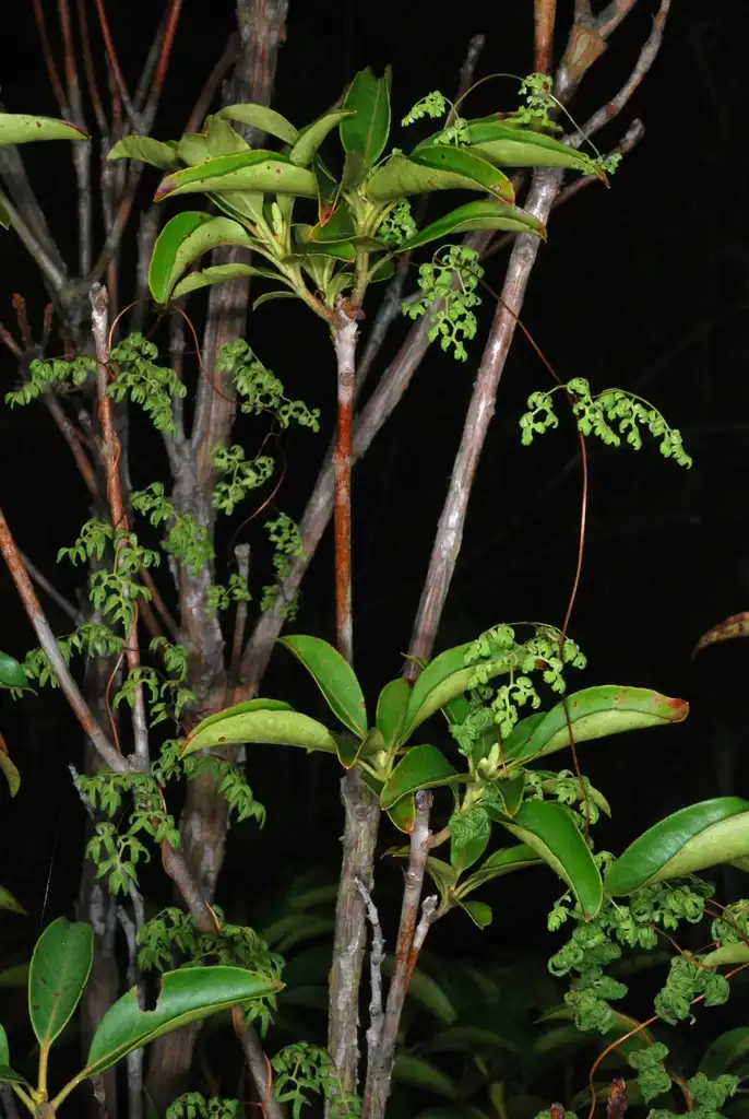 Photo of Lygodium palmatum - (Alleghany County, NC)-Mid Spring:Douglas Goldman, USDA