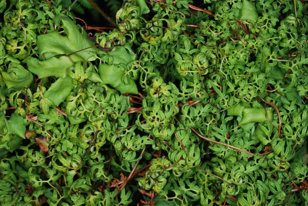 Photo of Lygodium palmatum - (Alleghany County, NC)-Mid Spring:Douglas Goldman, USDA