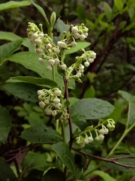 Photo of Lyonia ligustrina (Lyonia ligustrinas)