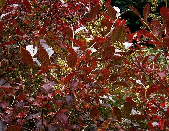 Photo of Lyonia ligustrina (Lyonia ligustrinas)