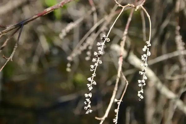 Photo of Lyonia ligustrina - Lyonia ligustrina:Connecticutbirder