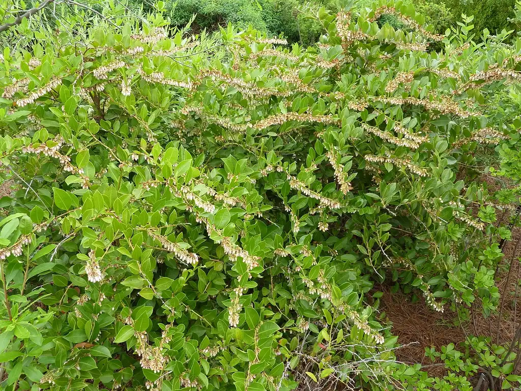 Photo of Lyonia lucida (Lyonia lucidas)