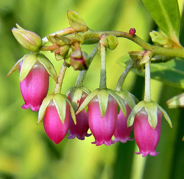 Photo of Lyonia lucida (Lyonia lucidas)