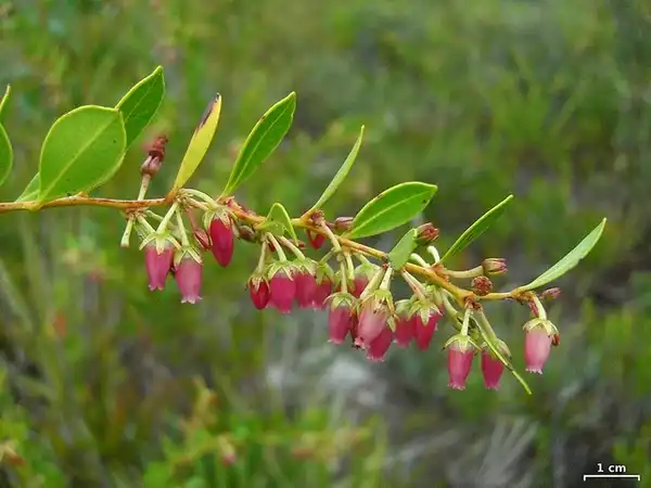 Photo of Lyonia lucida - Flowers:Jason Hollinger