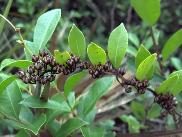 Photo of Lyonia lucida - Fruit:Homer Edward Price