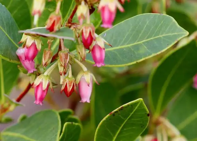 Photo of Lyonia lucida - Flower and leaves:Mary Keim
