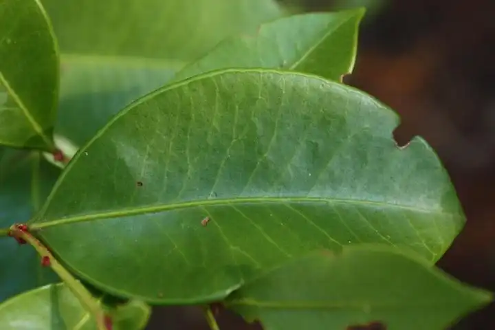 Photo of Lyonia lucida - Leaf closeup:CA Floristics
