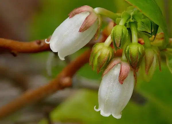 Photo of Lyonia mariana (Lyonia marianas)