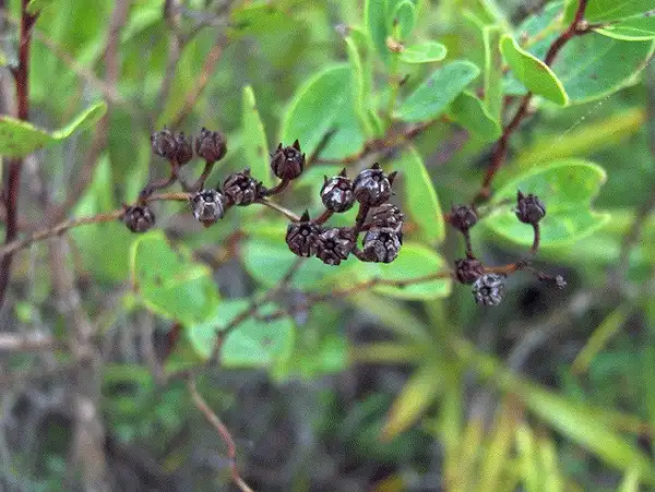 Photo of Lyonia mariana (Lyonia marianas)