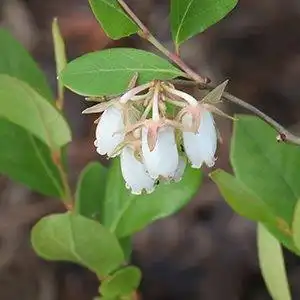 Photo of Lyonia mariana - Lyonia mariana bloom cluster:Debbie Roos