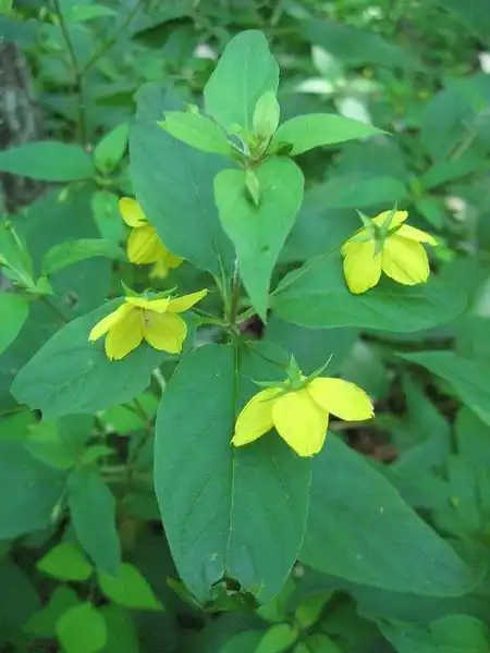 Foto de Lysimachia ciliata (Lysimachia ciliatas)