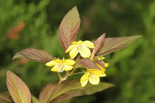 Foto de Lysimachia ciliata (Lysimachia ciliatas)
