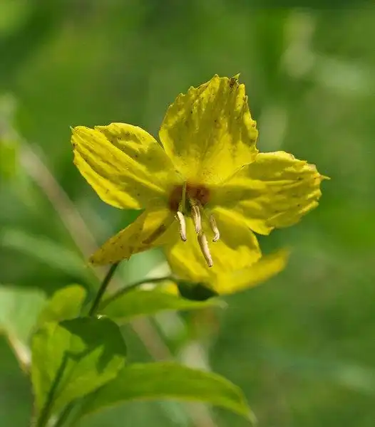 Foto de Lysimachia ciliata - Lysimachia ciliata flower detail:Photo by Steve Guttman