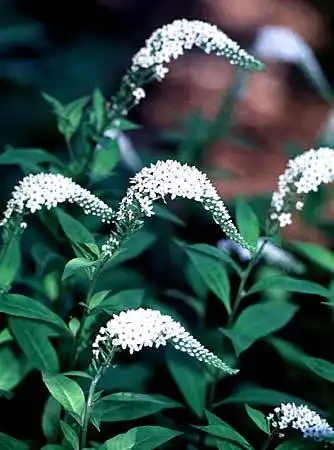 Фото Lysimachia clethroides (Lysimachia clethroidess)