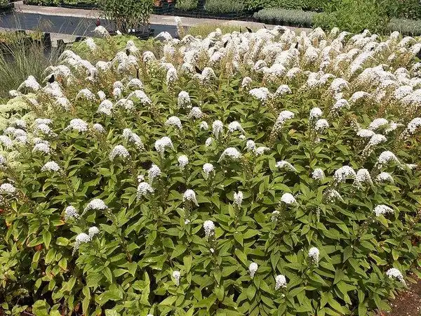 Фото Lysimachia clethroides (Lysimachia clethroidess)