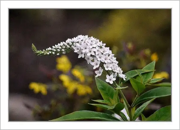 Фото Lysimachia clethroides - Lysimachia clethroides bloom stalk:Louise Leclerc