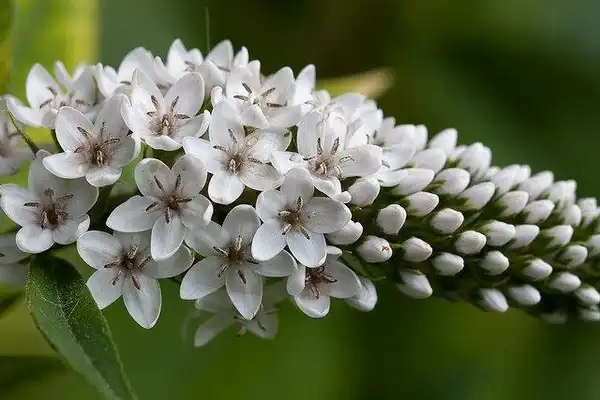 Фото Lysimachia clethroides - Lysimachia clethroides flower detail:Emmanuel Caspard