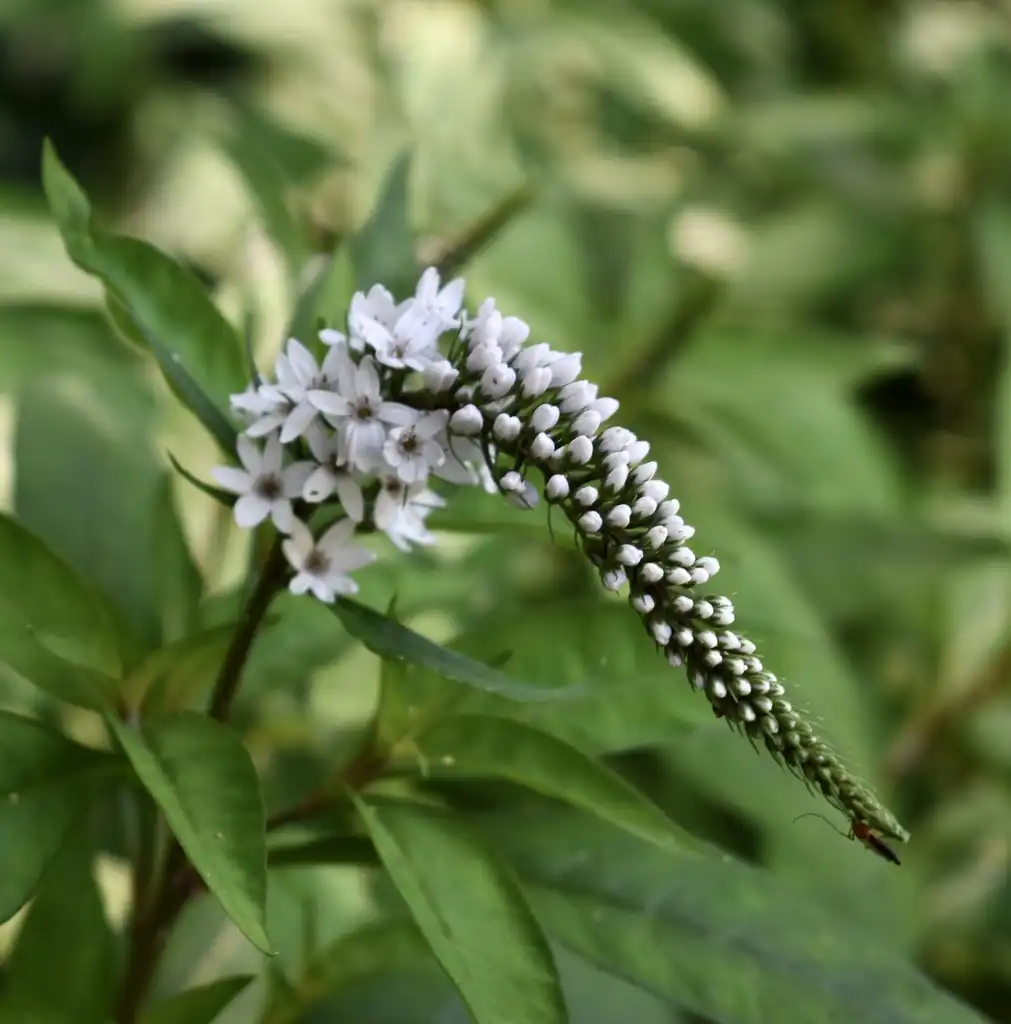 Фото Lysimachia clethroides - Flower and Leaves (Wake County, NC):Cathy Dewitt