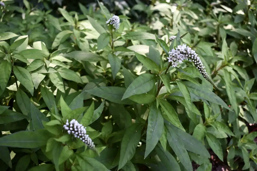 Фото Lysimachia clethroides - Form (Wake County,NC):Cathy Dewitt