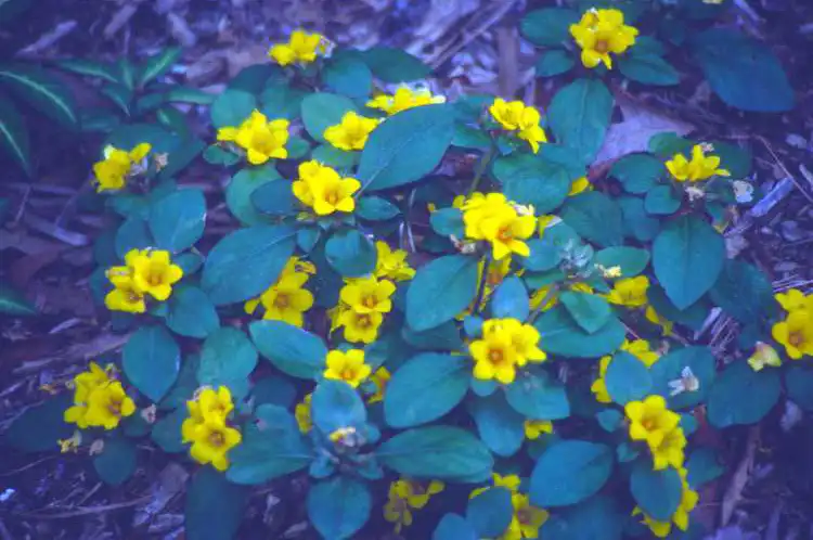 Foto de Lysimachia congestiflora (Lysimachia congestifloras)