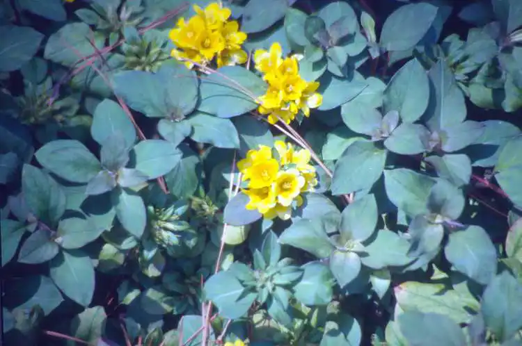 Foto de Lysimachia congestiflora (Lysimachia congestifloras)