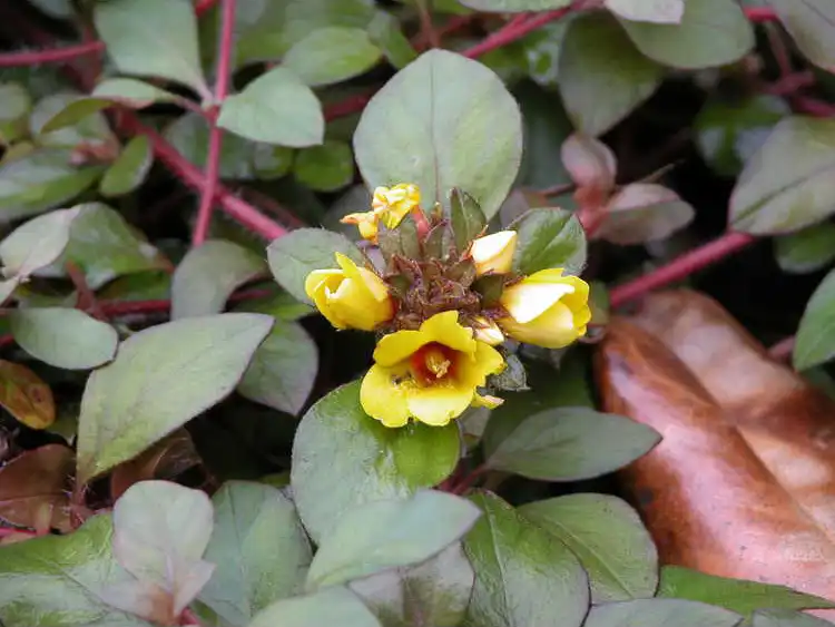 Foto de Lysimachia congestiflora - Flowers and leaves: