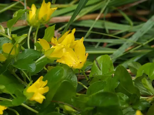 Фото Lysimachia nummularia (Lysimachia nummularias)