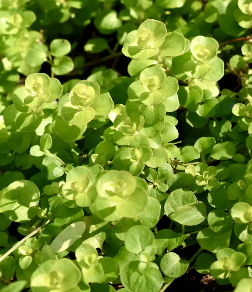 Фото Lysimachia nummularia (Lysimachia nummularias)
