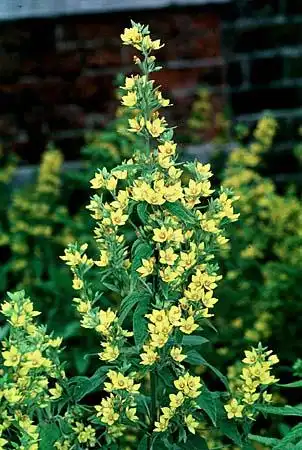Photo of Lysimachia punctata (Lysimachia punctatas)