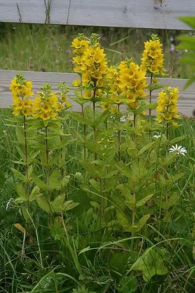 Photo of Lysimachia punctata (Lysimachia punctatas)