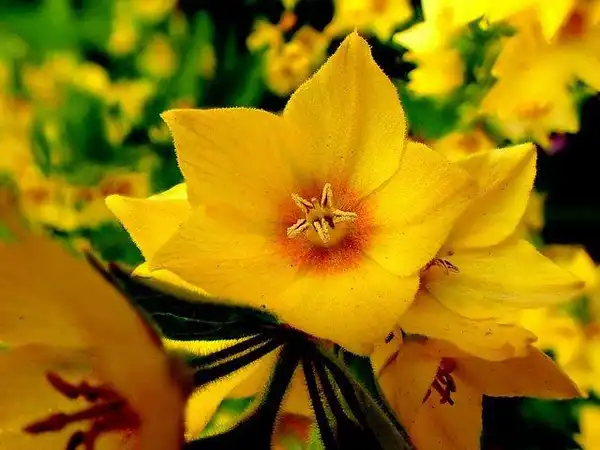 Photo of Lysimachia punctata - Lysimachia punctata bloom detail:Brenda Dobbs