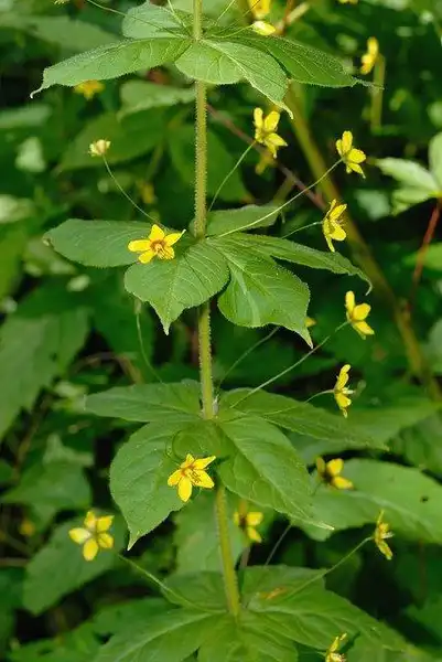 Photo of Lysimachia quadrifolia (Lysimachia quadrifolias)
