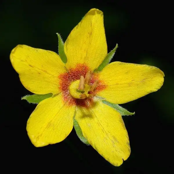 Photo of Lysimachia quadrifolia (Lysimachia quadrifolias)