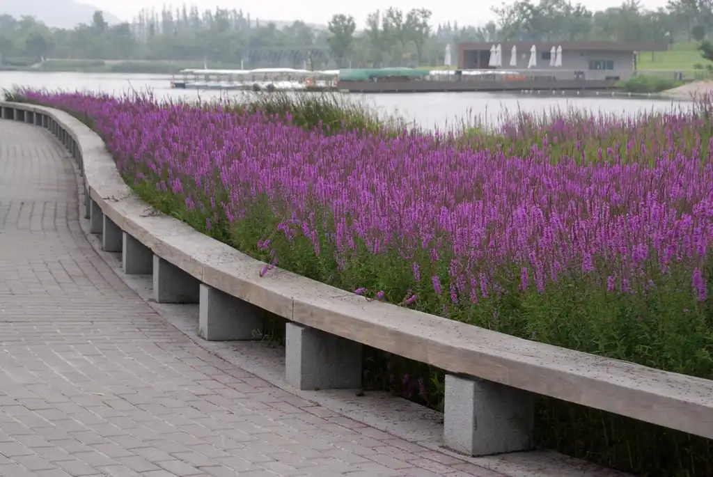 Фото Lythrum salicaria (Lythrum salicarias)