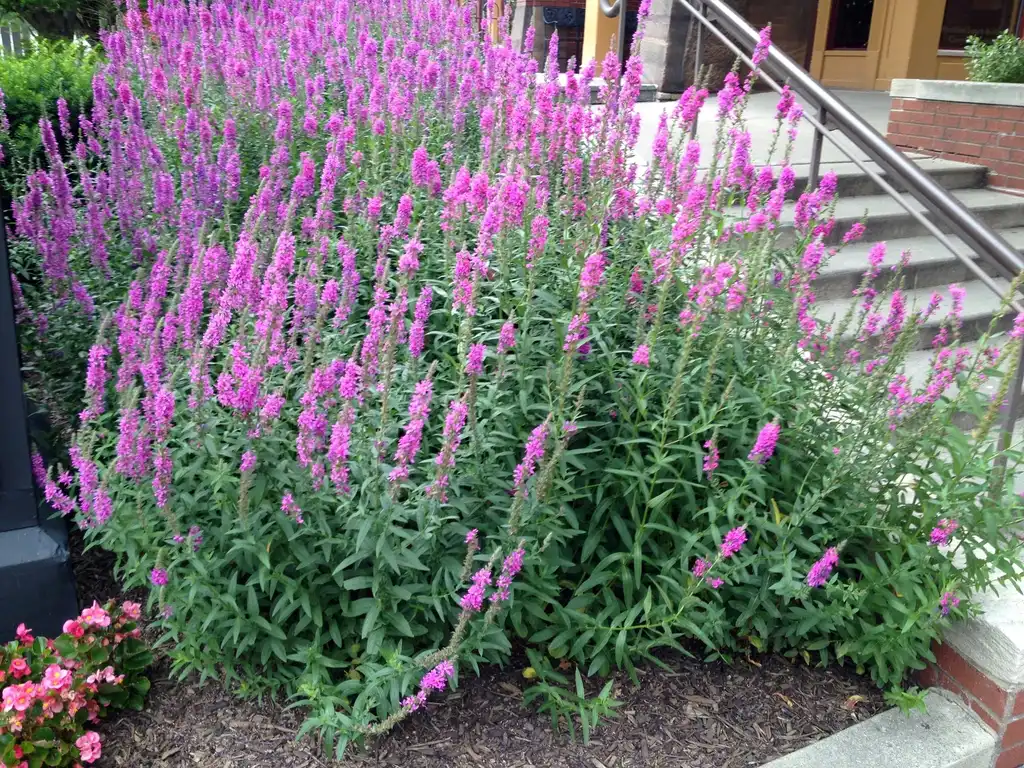 Фото Lythrum salicaria (Lythrum salicarias)