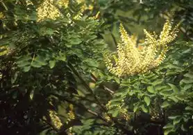 Foto de Maackia amurensis (Maackia amurensiss)