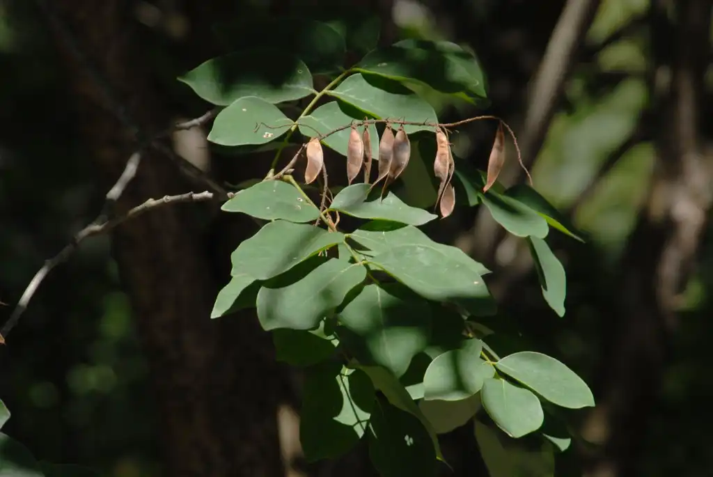 Foto de Maackia amurensis - 'Starburst' Fruit and Leaves:Jim Robbins