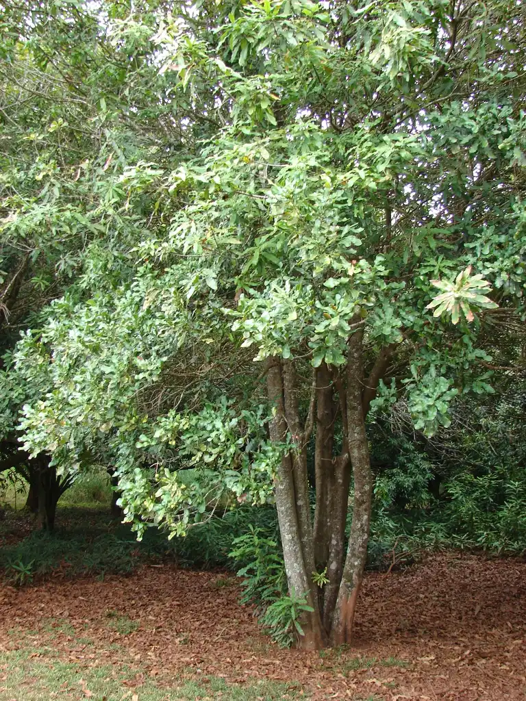 Photo of Macadamia integrifolia (Macadamia integrifolias)