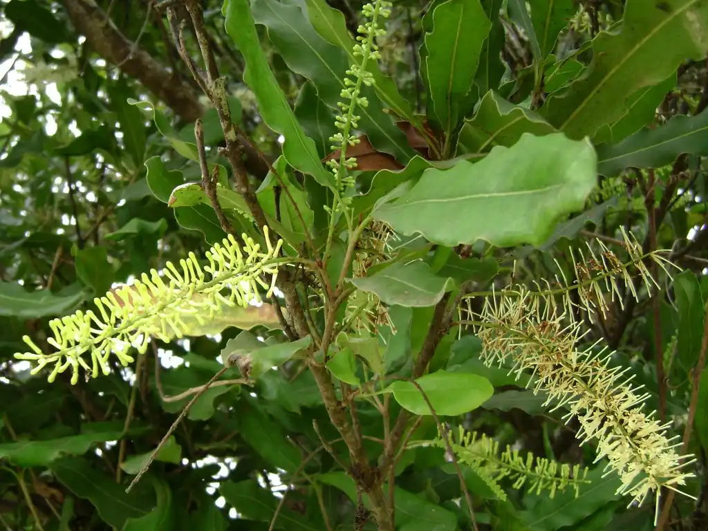 Photo of Macadamia integrifolia (Macadamia integrifolias)