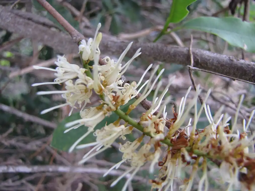 Photo of Macadamia integrifolia - Close up of flower:Forest and Kim Starr