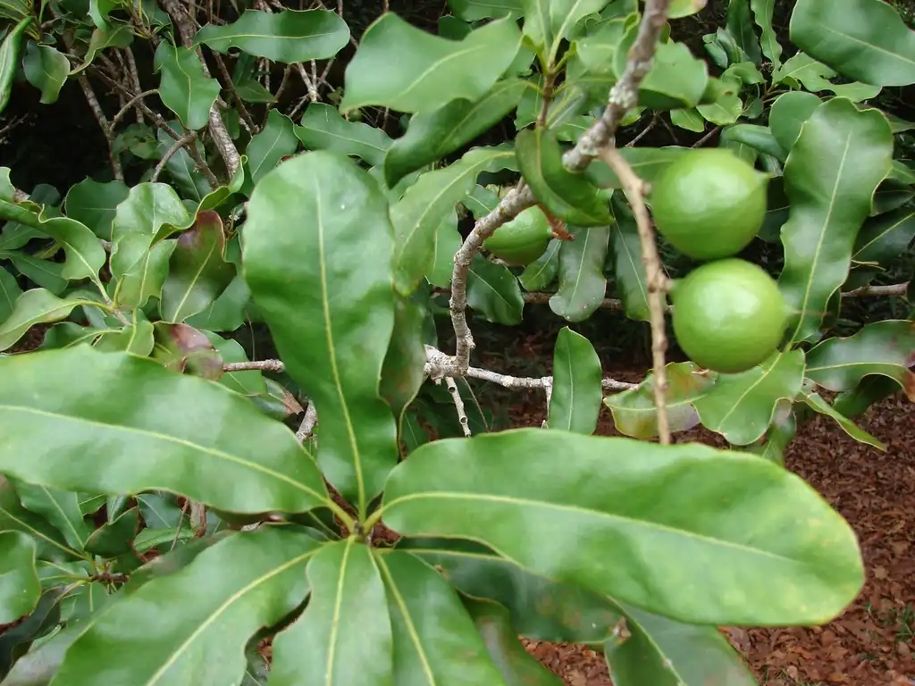Photo of Macadamia integrifolia - Leaves:Forest and Kim Starr