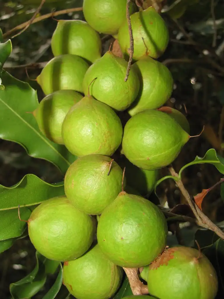 Photo of Macadamia integrifolia - Fruit:Forest and Kim Starr