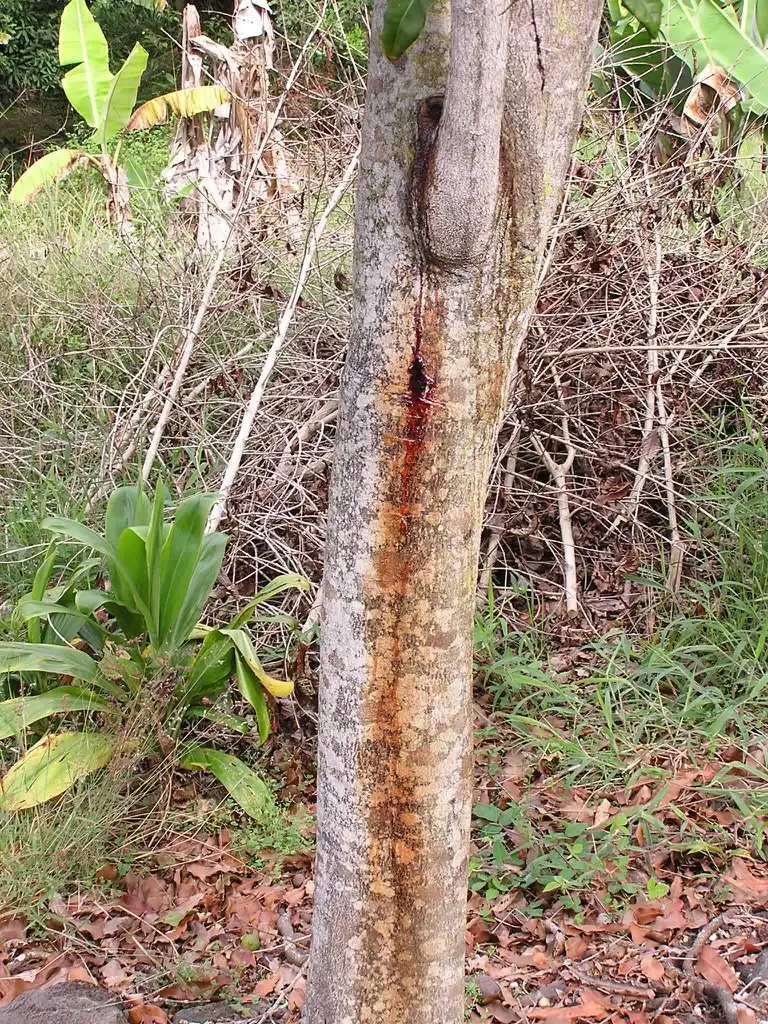 Photo of Macadamia integrifolia - Bark:Scot Nelson