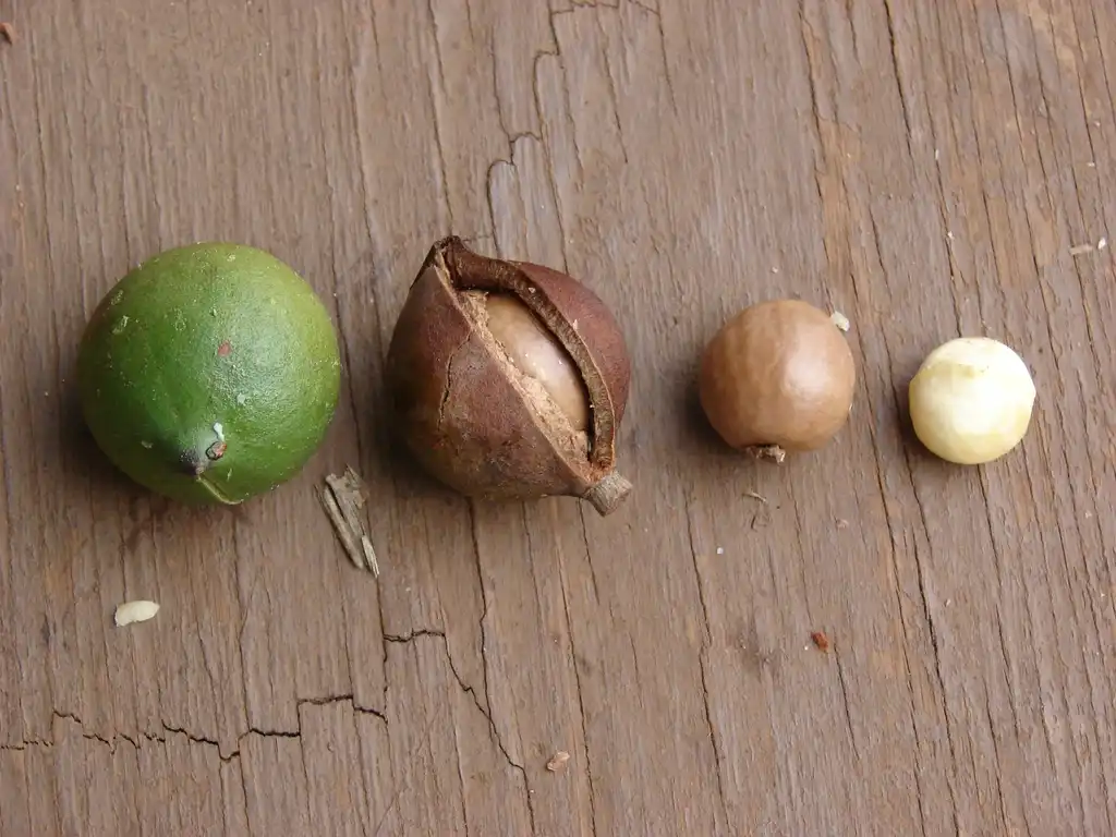 Photo of Macadamia integrifolia - Stages of the fruit:Forest and Kim Starr