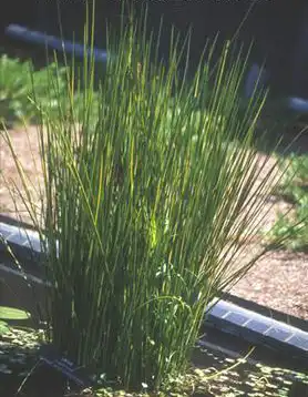 Фото Machaerina rubiginosa 'Variegata' (Machaerina rubiginosa 'Variegata's)